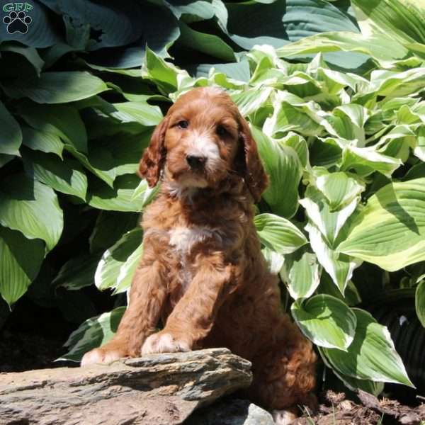 Rosie, Irish Doodle Puppy